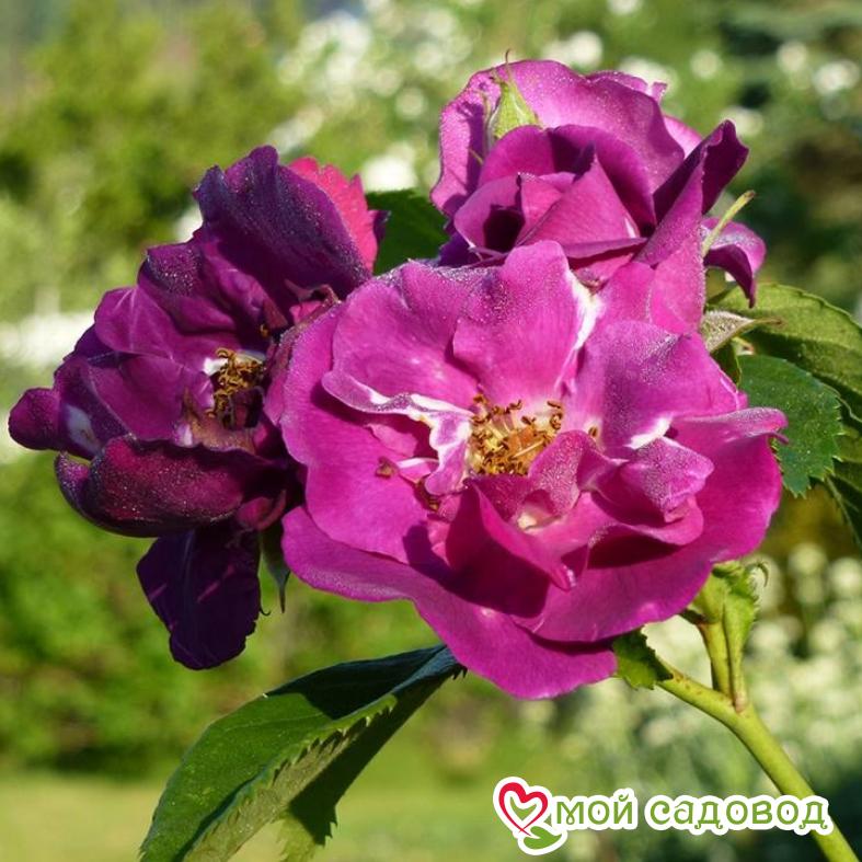 Роза Рапсодия ин Блю