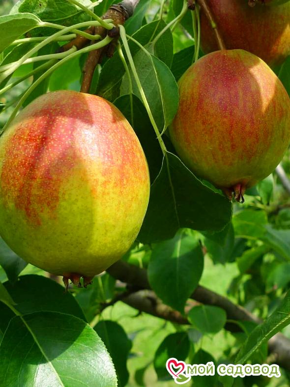 Груша Красуля Летняя